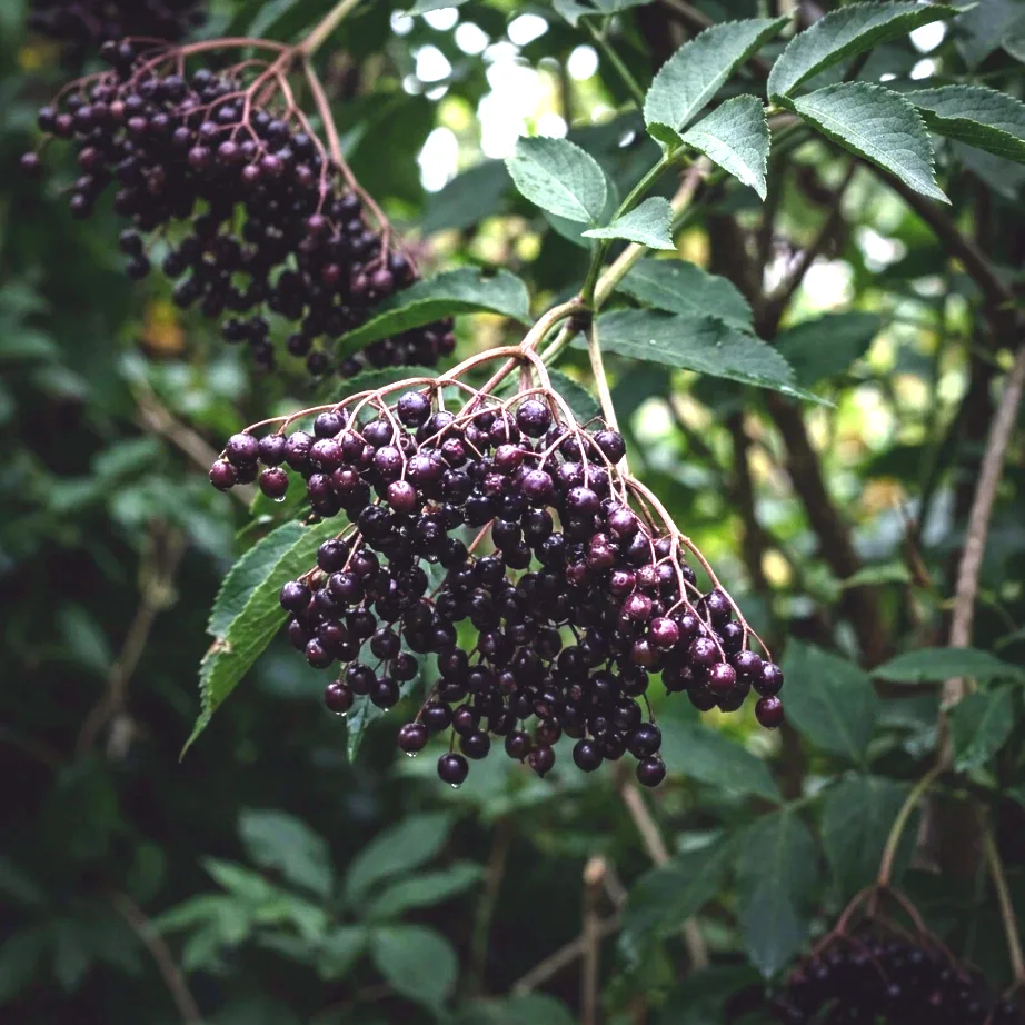 Juodauogis šeivamedis